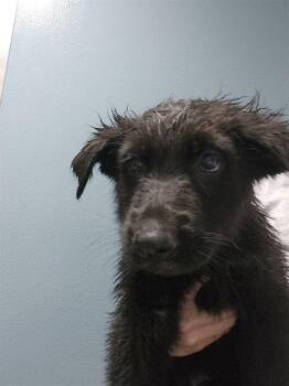 LUCAS -  German Shepherd Dog Dog for Adoption in Holbrook, New York - LUCAS | PetCurious