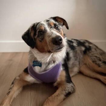 Molly -  Australian Shepherd Dog for Adoption in Newport, Washington - Molly | PetCurious
