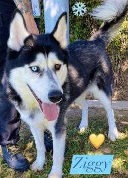 Rescue Siberian Husky Dogs for Adoption in Jefferson City, Missouri - Ziggy-Coming Soon | PetCurious