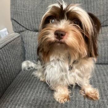 Maltese Dogs Available for Adoption in Wake Forest, North Carolina - Red | PetCurious