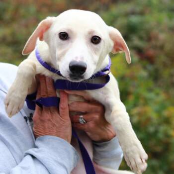 CT Dahlia (Foster in Glastonbury, CT) -  Labrador Retriever and Mixed Breed Dog for Adoption in Eastford, Connecticut - CT Dahlia (Foster In Glastonbury, CT) | PetCurious