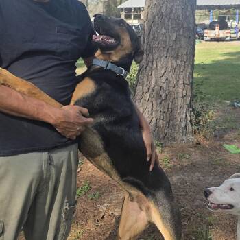 Jupiter -  Doberman Pinscher Dog for Adoption in Magnolia, Texas - Jupiter | PetCurious