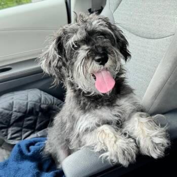 Schnauzer and Poodle Dogs Available for Adoption in Merritt Island, Florida - Piper | PetCurious
