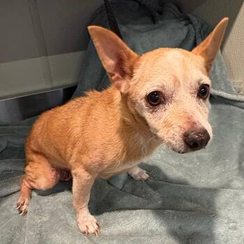 IVHS-Stray-141934 -  Miniature Pinscher Dog for Adoption in San Gabriel, California - IVHS-Stray-141934 | PetCurious