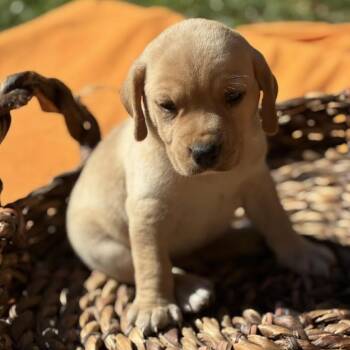 Ninja -  Retriever Dog for Adoption in Huntsville, Alabama - Ninja | PetCurious