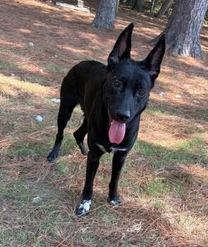 Valerie -  Shepherd Dog for Adoption in Little Rock, Arkansas - Valerie | PetCurious