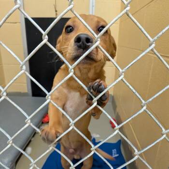 Pico -  Chihuahua and Mixed Breed Dog for Adoption in Fairfax Station, Virginia - Pico | PetCurious