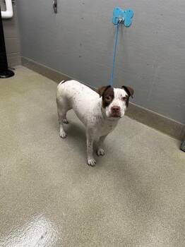 Pit Bull Terrier Dogs Available for Adoption in Las Vegas, Nevada - FERULA | PetCurious