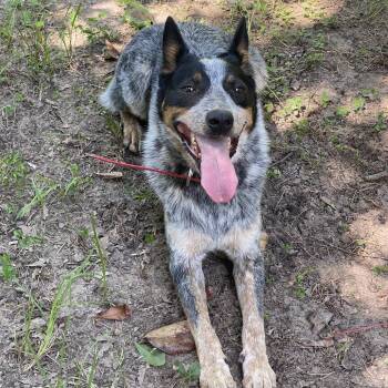 Jax, Blue, Lenny -  Australian Cattle Dog Blue Heeler and Mixed Breed Dog for Adoption in Beaumont, Texas - Jax, Blue, Lenny | PetCurious