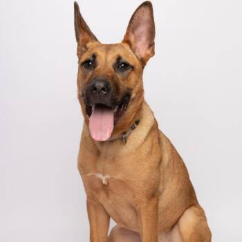Maitake -  Shepherd and Mixed Breed Dog for Adoption - Maitake | PetCurious