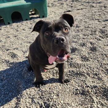 Rescue Pit Bull Terrier Dogs for Adoption in Fort Wayne, Indiana - Moto-Moto | PetCurious