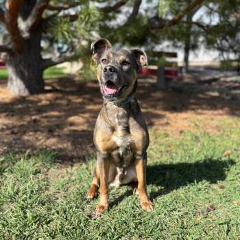 Pit Bull Terrier Dogs Available for Adoption in Fargo, North Dakota - Jaylen | PetCurious