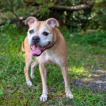 Mother Goose 08-1309 -  Boxer and Mixed Breed Dog for Adoption in Covington, Georgia - Mother Goose 08-1309 | PetCurious