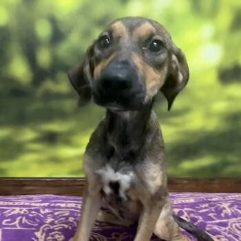 Zebra Cake -  Mixed Breed Dog for Adoption in Auburn, New Hampshire - Zebra Cake | PetCurious