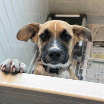 Rescue Mixed Breed Dogs for Adoption in Huntington, West Virginia - Olivia | PetCurious