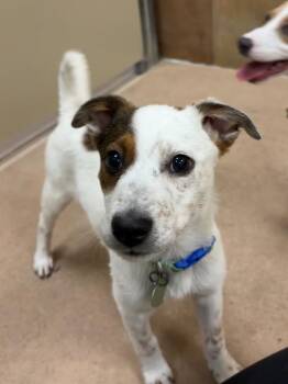 Jack Russell Terrier and Cattle Dog Dogs Available for Adoption in Fort Collins, Colorado - Ziggy | PetCurious