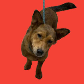 Rescue Cardigan Welsh Corgi and Shepherd Dogs for Adoption in Tuscaloosa, Alabama - Cinnamon | PetCurious