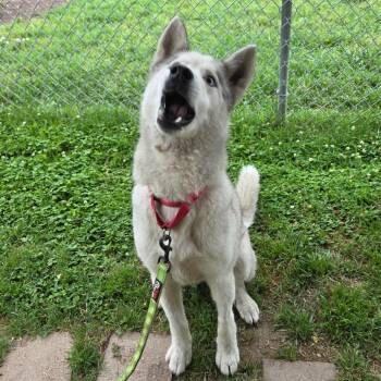 Casper -  Husky Dog for Adoption in Tulsa, Oklahoma - Casper | PetCurious