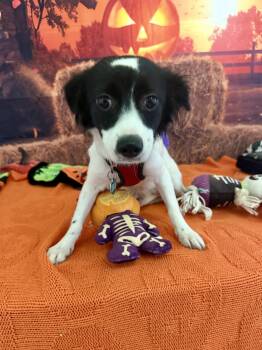 Princess -  Dachshund and Chihuahua Dog for Adoption in Dana Point, California - Princess | PetCurious