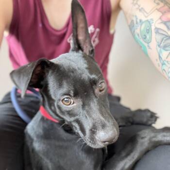 Riddle -  Australian Kelpie Dog for Adoption in Monroe, Ohio - Riddle | PetCurious