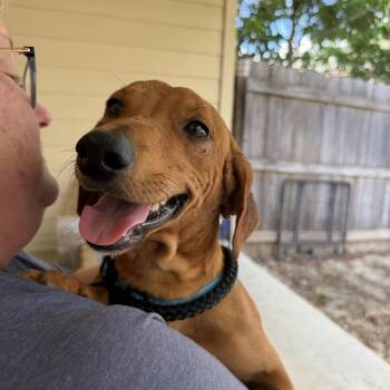 Steele -  Dachshund Dog for Adoption in Pflugerville, Texas - Steele | PetCurious
