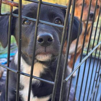 Labrador Retriever and Mixed Breed Dogs Available for Adoption in Nampa, Idaho - Vader | PetCurious