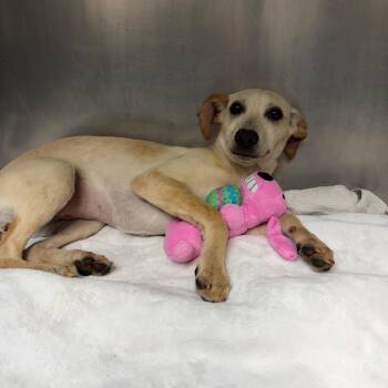 Rat Terrier and Whippet Dogs Available for Adoption in Council Bluffs, Iowa - Frekles | PetCurious