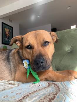 Rescue Shepherd and Cattle Dog Dogs for Adoption in Los Angeles, California - Cambria | PetCurious
