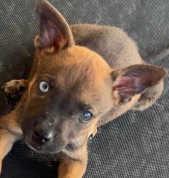Australian Cattle Dog Blue Heeler Dogs Available for Adoption in Paramus, New Jersey - Pepper | PetCurious