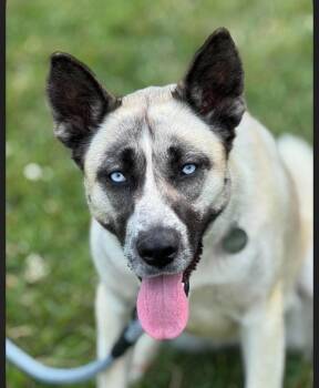 Sheeba -  Husky Dog for Adoption in Junction City, Kentucky - Sheeba | PetCurious