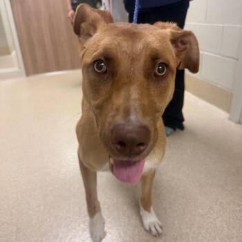 Diamond -  Shepherd and Mixed Breed Dog for Adoption in Bristol, Indiana - Diamond | PetCurious