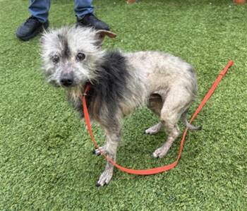 Chinese Crested Dog and Cairn Terrier Dogs Available for Adoption in San Jose, California - BEAUTY | PetCurious