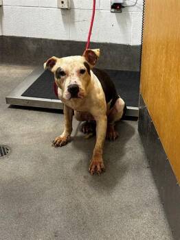 ARDEN -  Pit Bull Terrier Dog for Adoption - ARDEN | PetCurious