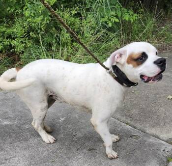 Boxer and American Staffordshire Terrier Dogs Available for Adoption in San Antonio, Texas - CHAMP | PetCurious