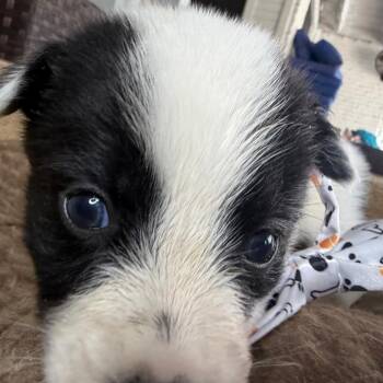 Bevo -  Australian Cattle Dog Blue Heeler Dog for Adoption in Aledo, Texas - Bevo | PetCurious