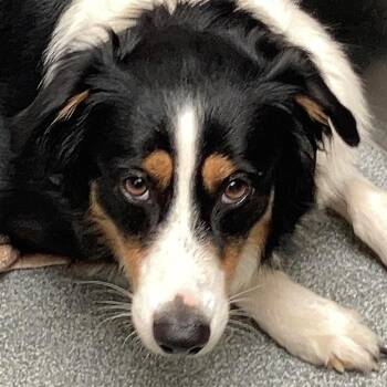 Australian Shepherd Dogs Available for Adoption in San Diego, California - Basil | PetCurious
