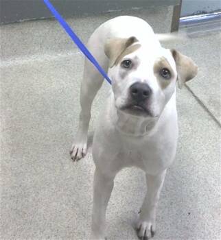 TENYA -  Pit Bull Terrier Dog for Adoption in Tallahassee, Florida - TENYA | PetCurious