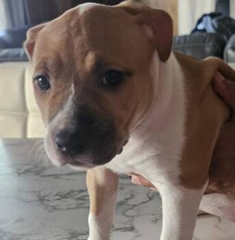 Mila -  Mastiff and Pit Bull Terrier Dog for Adoption in Dublin, California - Mila | PetCurious