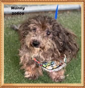 MANNY see also MOE, JACK -  Shih Tzu and Terrier Dog for Adoption in Marietta, Georgia - MANNY See Also MOE, JACK | PetCurious