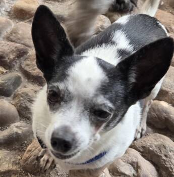 Rescue Chihuahua Dogs for Adoption in Tucson, Arizona - SAMMIE | PetCurious