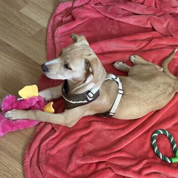 Yellow Labrador Retriever Dogs Available for Adoption in Richmond Hill, Ontario - Ruby | PetCurious