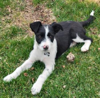 Border Collie and Pit Bull Terrier Dogs Available for Adoption in Pinedale, Wyoming - Ida Mae | PetCurious