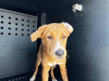 NINETAILS -  Labrador Retriever and Pit Bull Terrier Dog for Adoption in Tustin, California - NINETAILS | PetCurious
