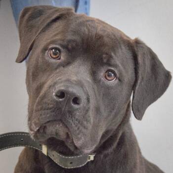 Mastiff and Labrador Retriever Dogs Available for Adoption - Zola | PetCurious