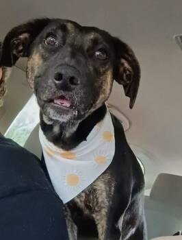Mia -  Terrier Dog for Adoption in Marion, North Carolina - Mia | PetCurious