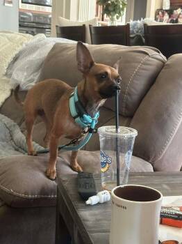 Rescue Chihuahua and Dachshund Dogs for Adoption in Saugus, Massachusetts - Okapi | PetCurious