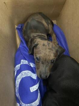 KISSES -  Mixed Breed Dog for Adoption in Dallas, Texas - KISSES | PetCurious