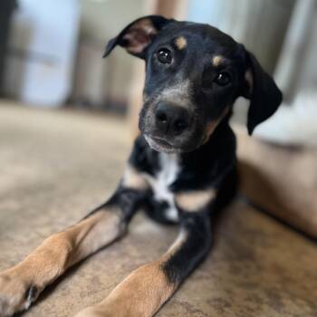 Aly -  Mixed Breed Dog for Adoption in Brownsboro, Alabama - Aly | PetCurious