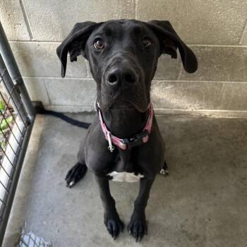 Great Dane Dogs Available for Adoption in Decatur, Georgia - Dahlia | PetCurious