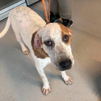 Eleanor -  Mixed Breed Dog for Adoption in Huntington, West Virginia - Eleanor | PetCurious